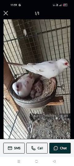 Red pied breeder pairs