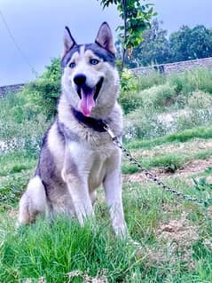 Siberian White & black Husky blue eyes active & healthy