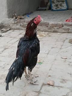 Aseel black breed mianwali
