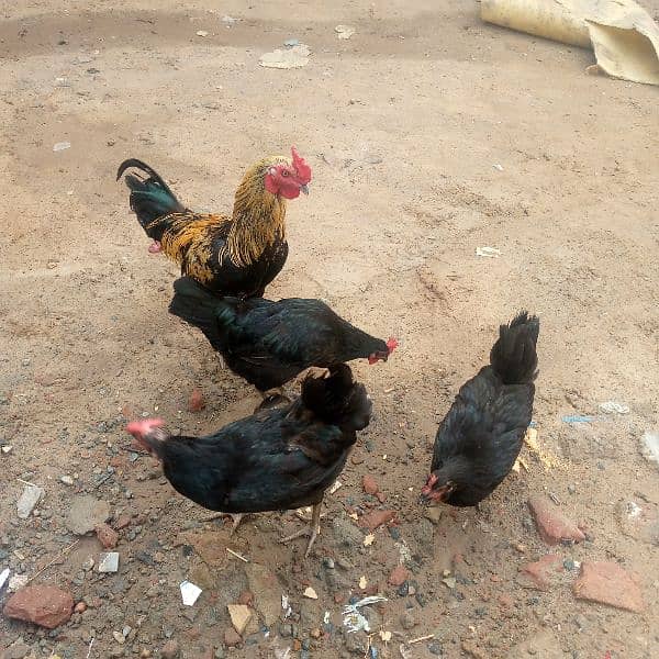 Asterlop Hen for sale and incubator 0