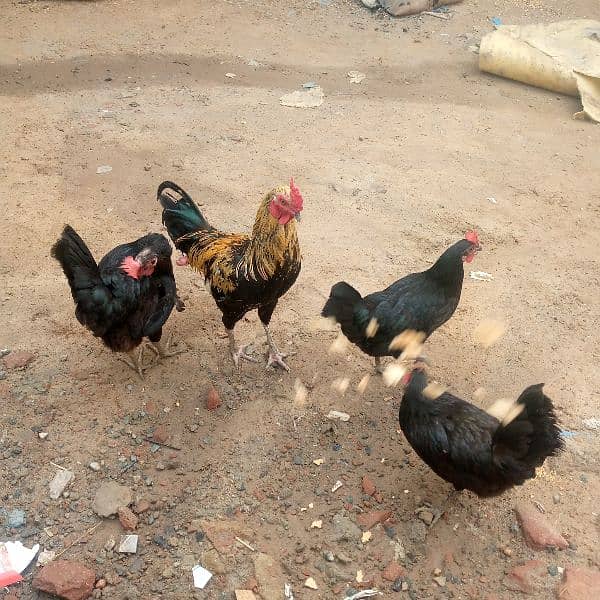 Asterlop Hen for sale and incubator 2