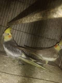 kocktail birds full pair