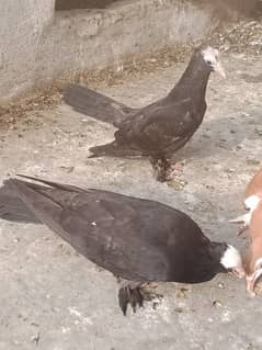 black mukhi check pair for sale