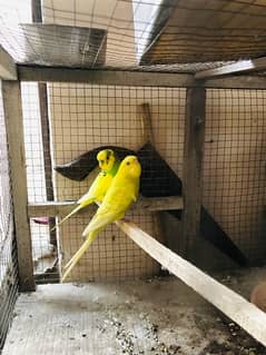 fully active budgie