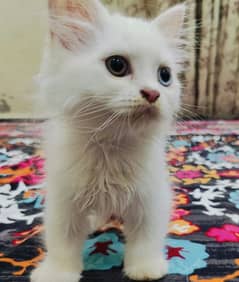 Persian cat white colour triple cotted 2eyes colour