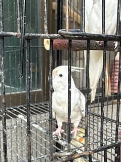 Cockatiel Pair(Pied)