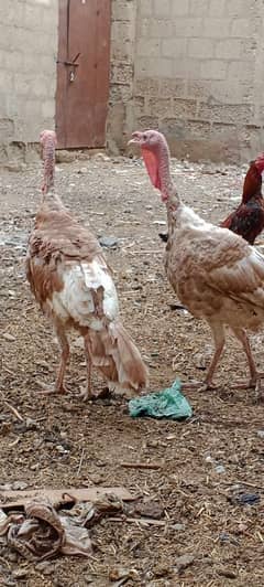TURKEY REDAY TO BREED PAIR FOR SALE  03110245067