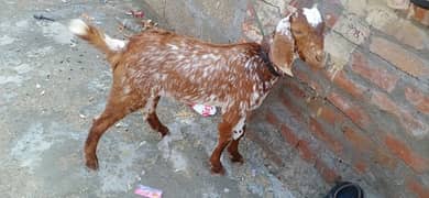 male layla  03324997411 next qurbani waty