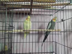 Cocktail parrots ( Australian parrots ) Love Birds ( Red eyes ) Cages
