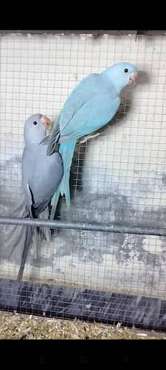 Ringneck parrot for sale