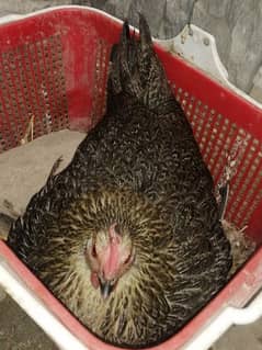 kurak murghi/broody hen