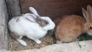 rabbit breeder fair available