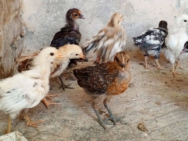 52 days old  Golden misri chicks available,Desi chicks 2