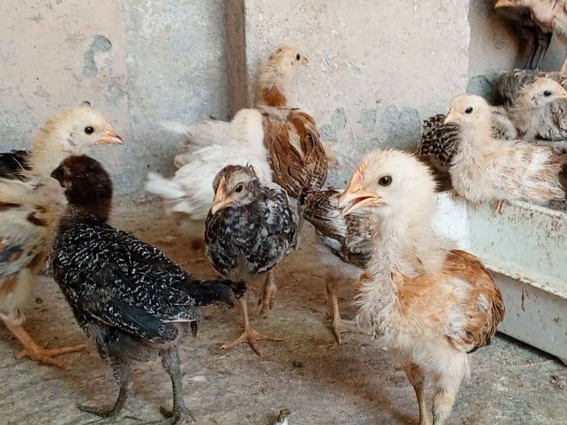 52 days old  Golden misri chicks available,Desi chicks 3