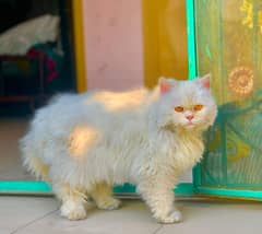 Persian cat