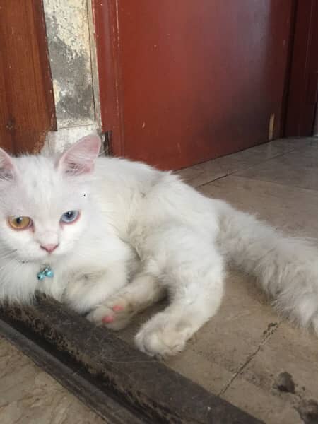 Two cats with beautiful eyes (urgently sale) 0