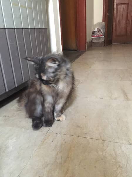 Two cats with beautiful eyes (urgently sale) 1