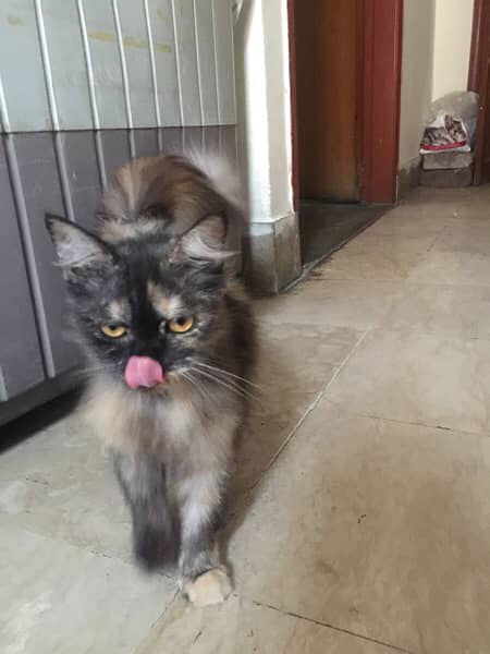 Two cats with beautiful eyes (urgently sale) 3