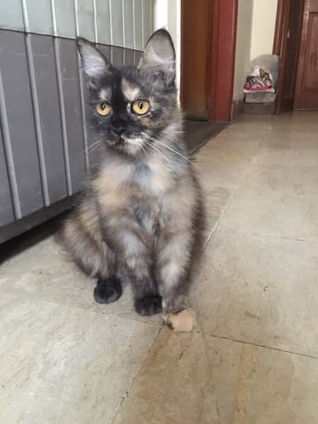 Two cats with beautiful eyes (urgently sale) 5