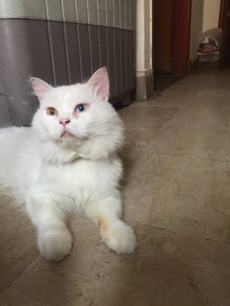 Two cats with beautiful eyes (urgently sale) 7