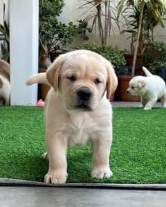 Labrador puppy