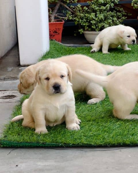 Labrador puppy 2