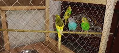 Birds cage + 2 pair Australian parrots