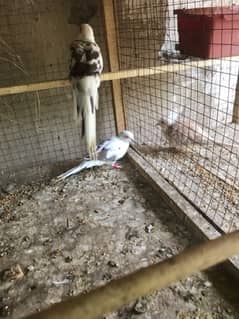 Diamond Pied Doves