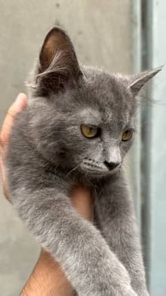 Persian kitten in grey colour for sale only serious buyers can contact