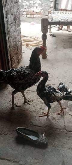 hen