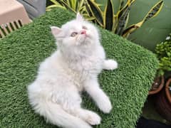 Punch Face Persian Kitten