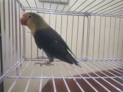 Violet Parblue Fishri Breeder Male | Lovebird