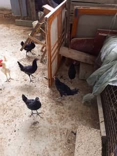 Australorp hens for sale