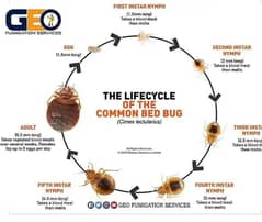 Termite control/Pest Control Service/ Bad Bugs/Cockroches  کا خاتمہ