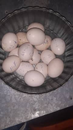 fertile eggs available 150 per egg