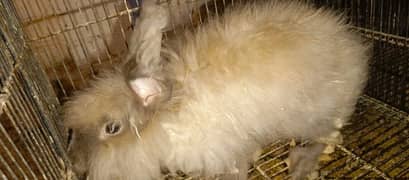 angora rabbit breeder pair