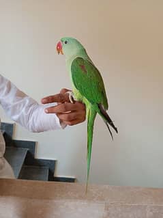 Kashmiri Raw parrot for sale