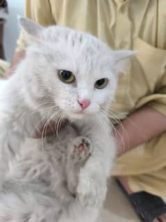Imported Persian Cats Pair Available
