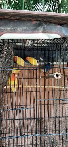 Blue/yellow fisherie split male/female, ,lutino breeder male and pair