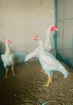 high quality white shamo chick's available