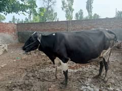 5 cows for sale