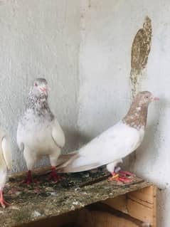 lal sira pair breeder pir