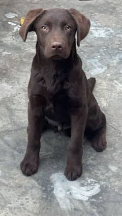Chocolate brown labra for sale