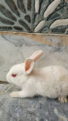 5 baby rabbits for sale