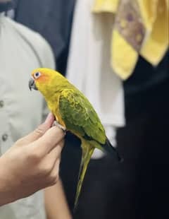 Fully tamed Sun conure for sale