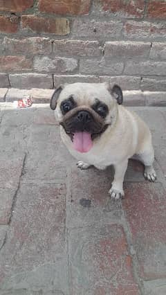 the pug dog female for sale