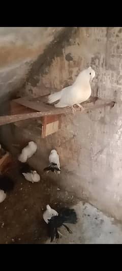 lackwa pigeons 8 pairs for sale per pairs 2500