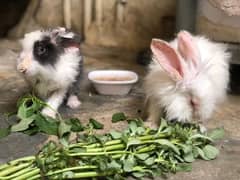 English angora rabbit