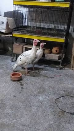 pied turkey pair ready to breed healthy and active