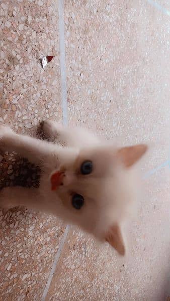 blue eyes pure persian kitten 2